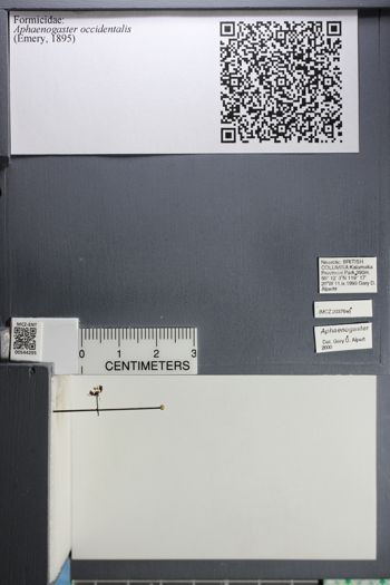 Media type: image;   Entomology 544295
